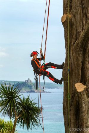Tree Climbing 1